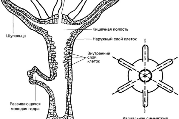 Блэкспрут работает